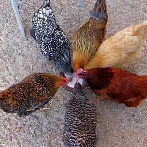 Barnevelder, порода пилета: описание, снимки и отзиви