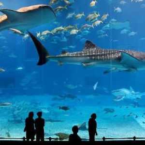 Барселона, аквариум - пътуване до подводния свят
