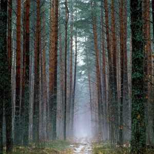 Център за отдих, Bryansk. `Pine Forest`: отзиви, цени, снимки
