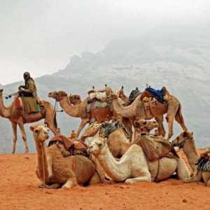 Бедуин е номад на пустинята
