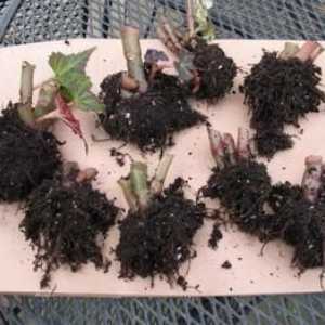 Begonia tuber: зимуване и правилна подготовка за него