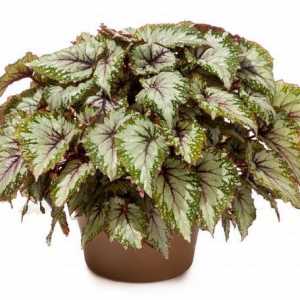 Begonia royal: описание, особености на грижата, възпроизвеждане, признаци и суеверия