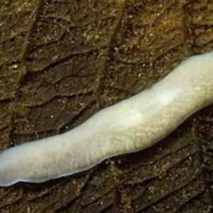 Бяла планария: вид червеи, структура, начин на живот
