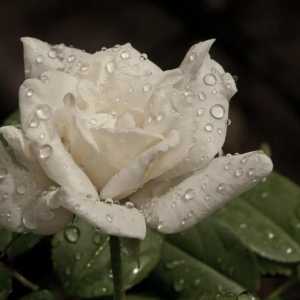 Бялата роза е книга за сънища. Букет от бели рози. Тълкуване на мечтите