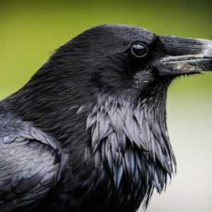 "White crow": смисъла на фразеологията. Кой може да се нарече черна овца?