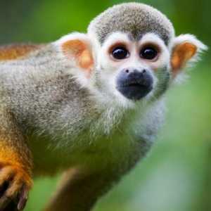 Катерица маймуна: живот и местообитание на невероятен примат