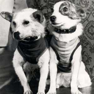 Катерица и стрела - първите кучета в космоса, които се завръщат на Земята живи