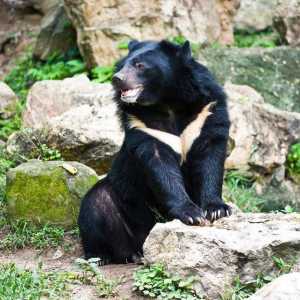 Bircus bear: описание, местообитания и хранене