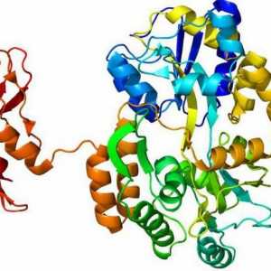 Протеин-ензим: ролята, свойствата, функцията на протеиновите ензими в тялото