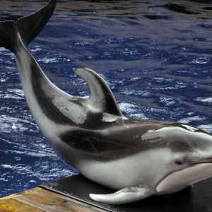 Делфин с бял гръб: описание. Начинът на живот в природата