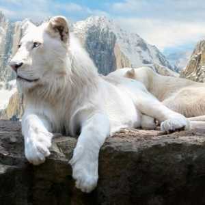 Бял лъв - легенда, която се превърна в реалност