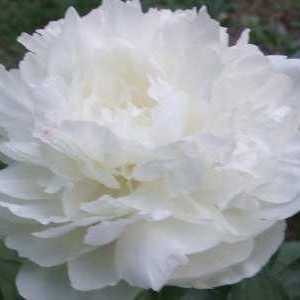 Бели божури - луксозни цветя в цветното ви легло