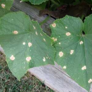 Бели петна по листата на краставиците: има ли причина за безпокойство?