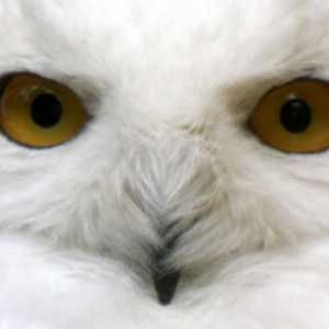 White Owls - редки и красиви хищници