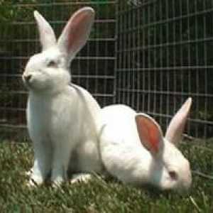 Бяли гиганти (зайци): описание на породата и развъждането