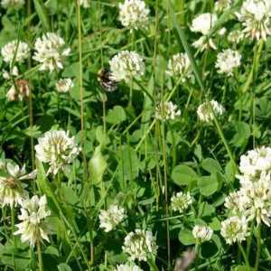 Бяла детелина за тревата: препоръки и правила за кацане