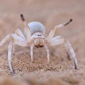 Бял паяк: Опасно ли е да се срещнем с него?