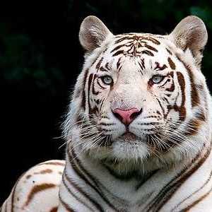 Бенгалски бял тигър, невероятно и красиво