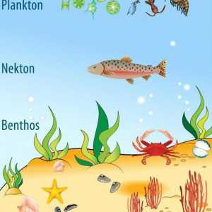 Бентос е ... Планктон, нектон, бентос