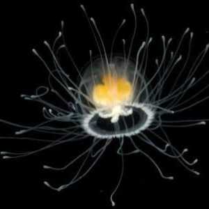 Безсмъртни медузи Turritopsis nutricula