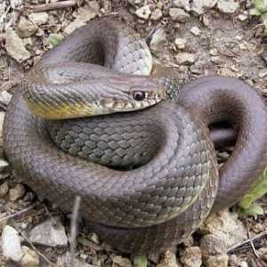 Не са ли безвредни змии без отрова?