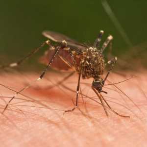 Безопасна защита за комари за бебета. Отстраняване на комари за новородени