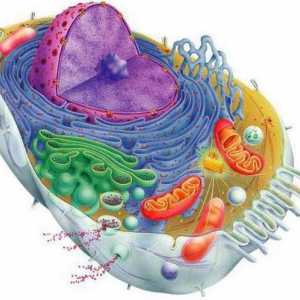 Биология: клетки. Структура, функция, функции