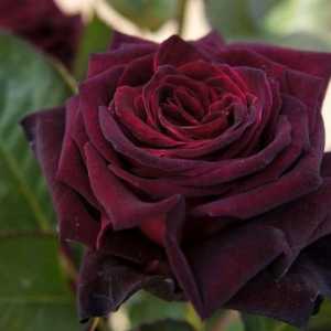 Черна бакара - роза с уникален нюанс