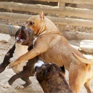 Кучета кучета борба: преглед и описание