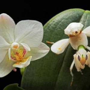 Mantis orchid - насекомо, което прилича на цвете