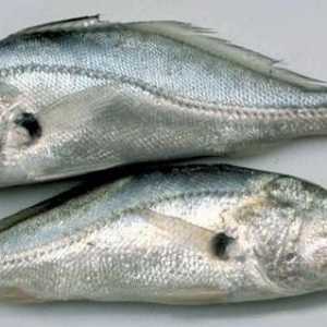 Странична линия в рибата и ролята й в поведението и живота на рибите