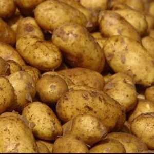 Болести и контрол на картофите. Картофи: болести и вредители