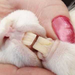 Болести, структурата на зъбите на зайците. Колко зъба има заек?