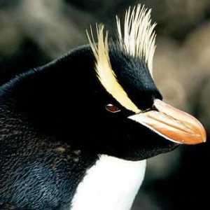 Големи кечисти пингвини: описание и снимка