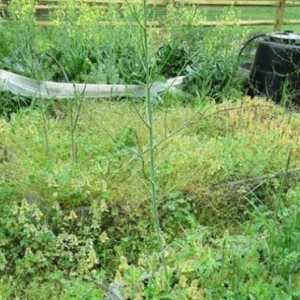Борбата с плевелите в градината по модерен начин: методи, съвети и препоръки