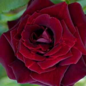 Бродови рози - кралски цветя