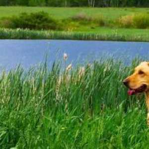 Борлейоза при кучета: Причини, симптоми и особености на лечението