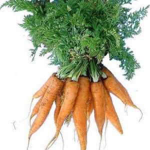 Растителен морков: полезни свойства на въздушната част на растението
