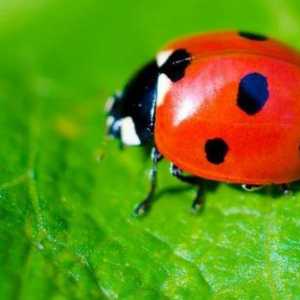 Ladybug на пластилин: начини на моделиране