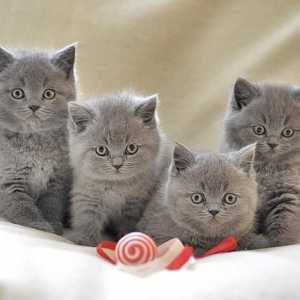 Британски котенца: грижи и обучение на сладки деца