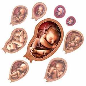 Бъдещи майки: развитие на ембриона за седмици