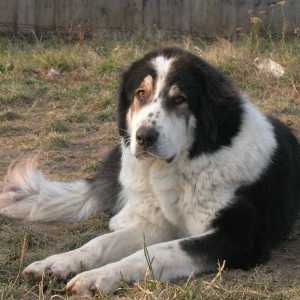 Буковина овчарско куче: описание, снимка, характер