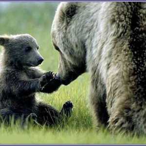 Кафяви мечки: Характеристики на растежа и развитието