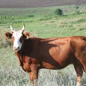 Бикове: породи бикове и техните характеристики. Месни породи бикове