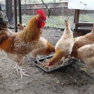 Tsarskoselskaya порода пилета: описание, описание и ревюта
