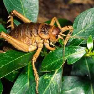 Кралството на насекомите: най-големият скакалец в света
