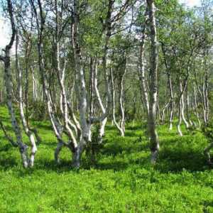Захранване на веригата в широколистните гори на Руската федерация. Няколко примера