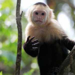 Маймунска верига: описание, видове, местообитание