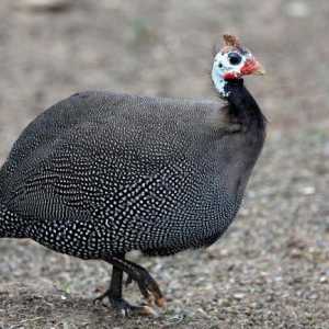 Обикновени гвинейски птици: описание, порода, размножаване