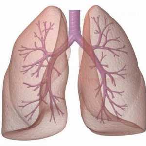 Честа хистология на дихателната система